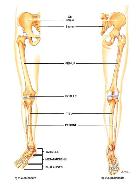 Douleurs Du Membre Inf Rieur Jembe Et Ost Opathie