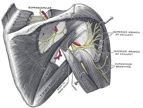Axillary Nerve Anatomy Orthobullets