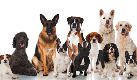 Виды Собак И Их Названия С Фото Telegraph