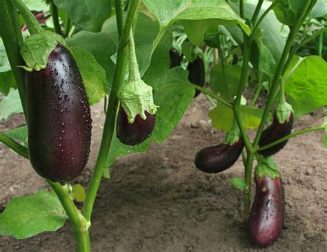 Growing Eggplant Kellogg Garden Organics
