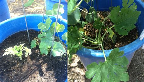 I Saved My Zucchini Plant From Heat Stress Having Planted It In A Five