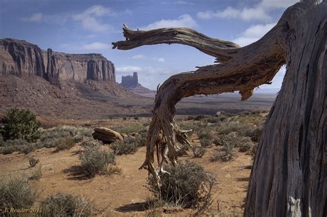 Old Juniper Tree In Monument Valley Juniperus Osteosperma Flickr