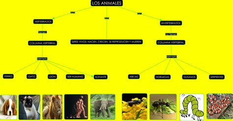 Mapa Conceptual De Los Animales Mundomagicopreescolar Porn Sex Picture