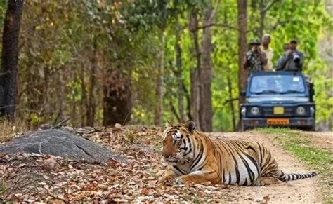 Bandhavgarh Tour Packages At Best Price In Kolkata ID 23147044633