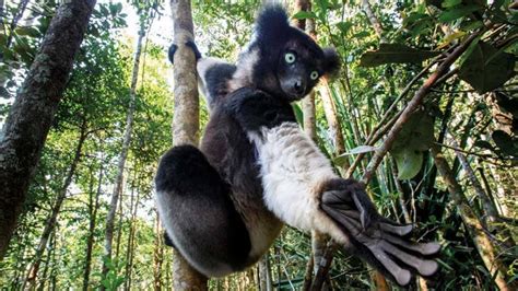 Nearly All Madagascars Lemur Species Face Extinction