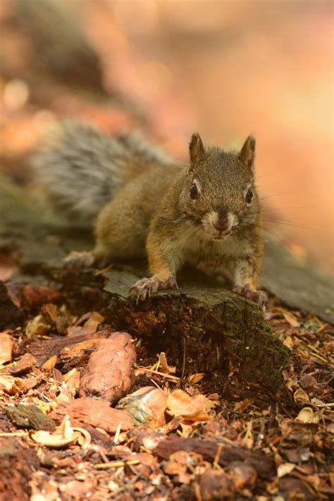 Endangered Mount Graham Red Squirrel Population Sees 4 Growth