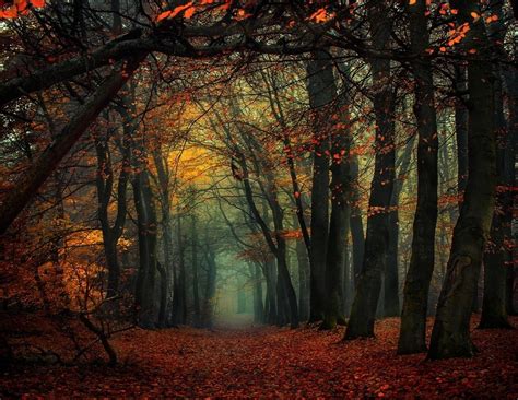 Forest Mist Fall Leaves Trees Path Nature Landscape Wallpapers