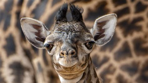 Baby Giraffe Was Just Born At Disneys Animal Kingdom Simplemost