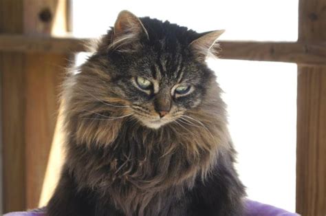 Clove Norwegian Forest Cat Adult Adoption Rescue For