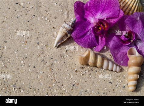 Seashells On The Beach Stock Photo Alamy