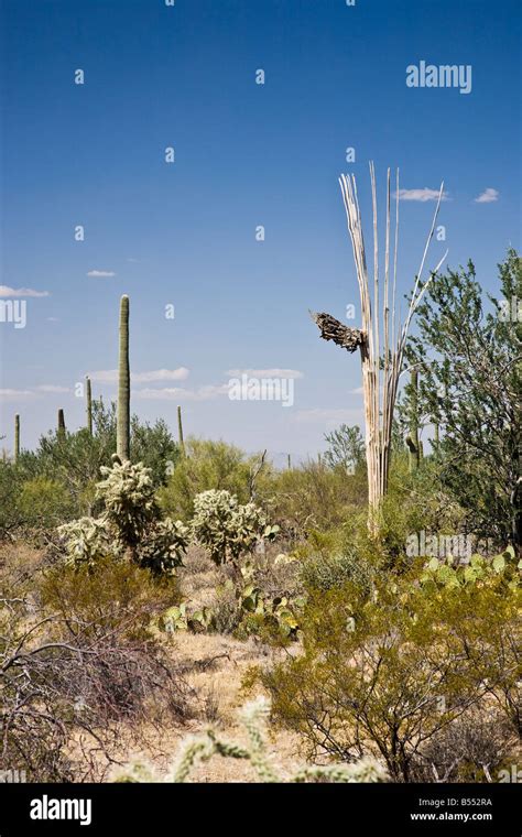 Saguaro National Park Arizona Usa Stock Photo Alamy