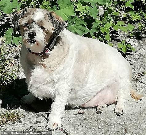 Shih Tzu Who Weighed Over 2st And Could Barely Walk Sheds More Than A