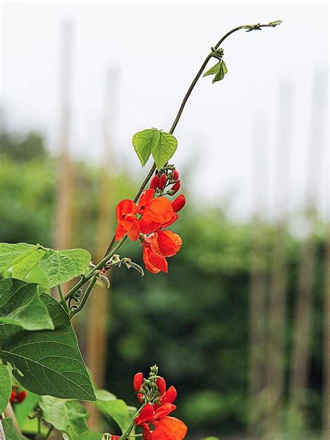 The Best Annual Vines For Your Garden Scarlet Runner Beans How To