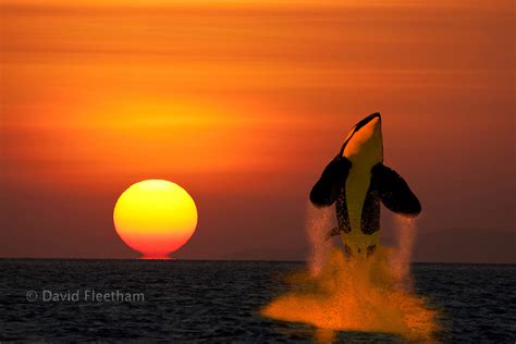 Breaching Orca Killer Whale Orcinus Orca And Sunset David