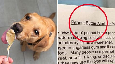 Urgent Warning To Dog Owners Over Peanut Butter How To Avoid Xylitol