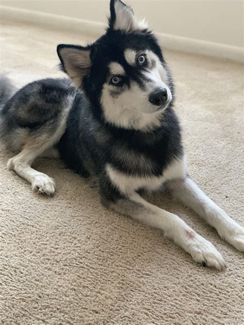 Handsome Boy Husky Huskies Cute Big Dogs Mixed Breed Dogs