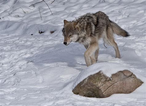 Lonely Wolf Photograph By Patrick Boening Fine Art America