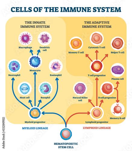 Immune System Cells Vector Illustration Labeled Educational Division