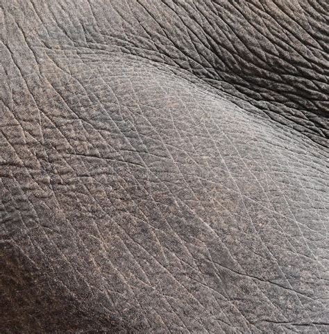 Elephant Skin Texture Stock Image Image Of Skin Brown 84802853