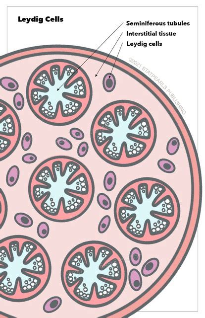 Figure Leydig Cells Seminiferous Tubules Interstitial Tissue