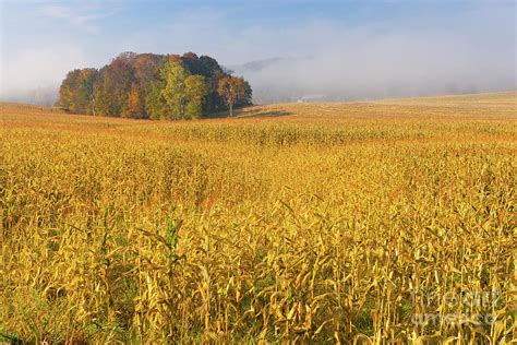 Country Cornfield On An Early Foggy Morning 3 Photograph By Don