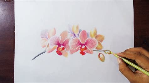 Drawing Orchids Colored Pencils Youtube