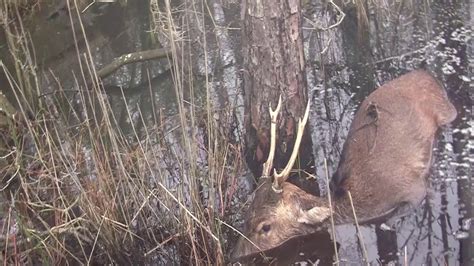 Sika Deer Hunt In The Marsh 2013 Youtube
