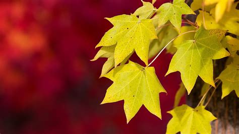 Yellow Maple Leaves Leaves Hd Wallpaper Wallpaper Flare