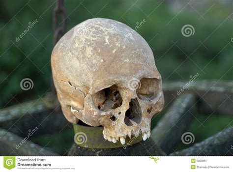 Human skull stock image. Image of death, anatomy, fracture - 6003891