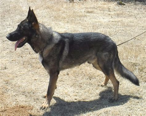 German shepherd dogs available for sale: Sacramento German Shepherd Puppies for Sale