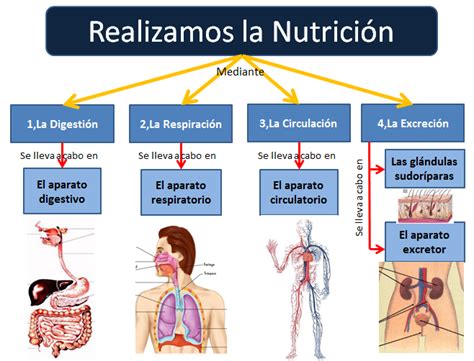 Ciencias Naturales Tema La Nutrición Humana Ii 1el Proceso De