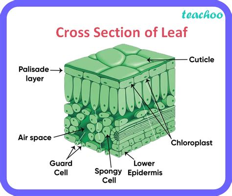 Cross Section Of A Leaf