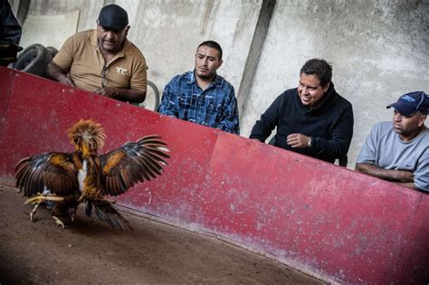 Police 8 Men Arrested In Central Texas For Cockfighting More Than 100 Roosters Seized