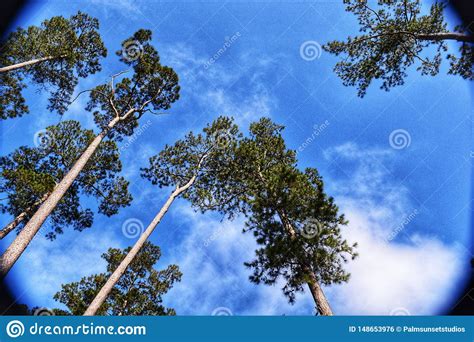 Sunny Blue Sky With Tall Pine Trees And A Few Wispy Clouds Stock Photo