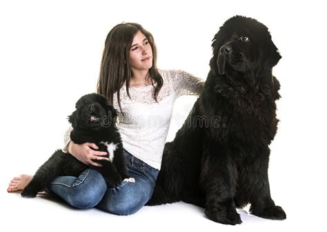 Newfoundland Dog And Woman Stock Image Image Of Rescue 118130507