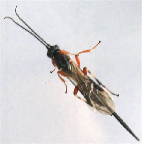Ichneumon Whats That Bug