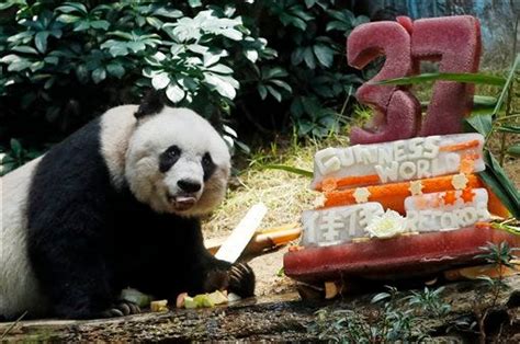 Oldest Ever Giant Panda In Captivity Celebrates Birthday With Bamboo