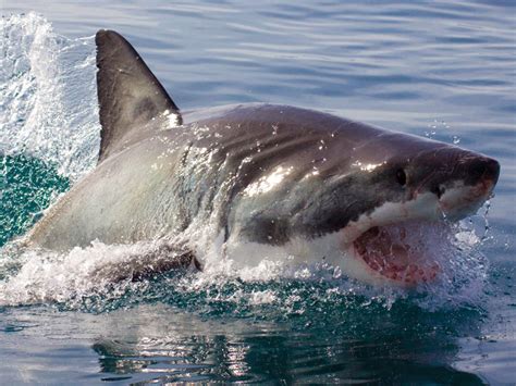 The picador's lance first known use of pic noun (1) Great White Shark image Gallery | White Shark Diving Company