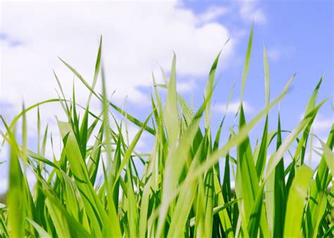 Green Grass Blue Sky Free Stock Photos And Pictures Green Grass Blue Sky
