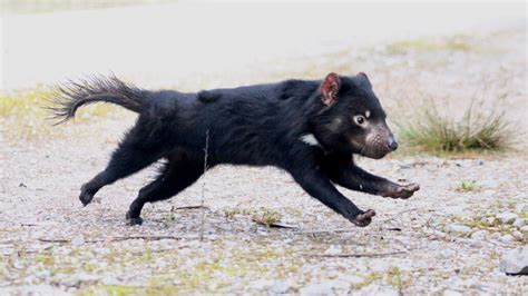 Tasmanian Devils May Survive A Deadly Face Cancer Epidemic After All