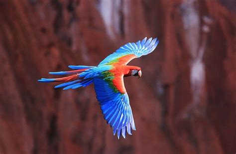 Macaw Parrot Flying 4k Ultra Hd Wallpaper 4k Wallpapernet Perruche