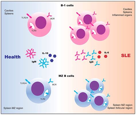 Ijms Free Full Text Multiple Functions Of B Cells In The
