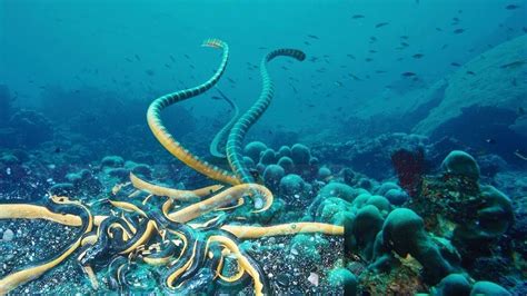 6 Deadliest Sea Snakes Youtube