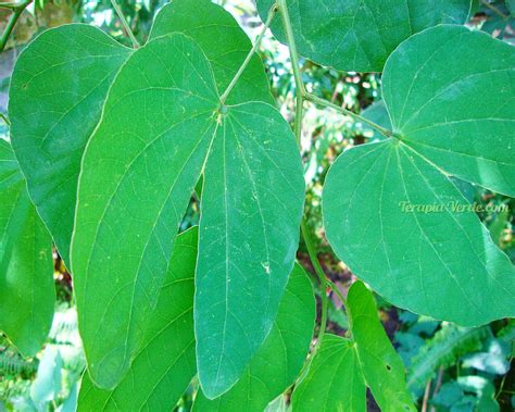 Benefícios Da Pata De Vaca Terapia Verde