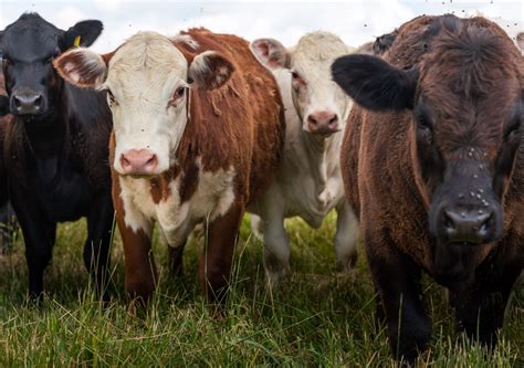 A New Tick Borne Disease Is Killing Cattle In The Us Mit Technology