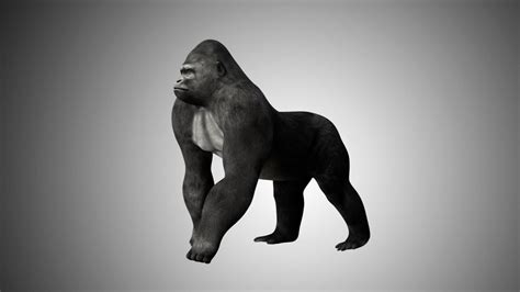 Gorilla 3d Model Rigged And Low Poly Game Ready Team 3d Yard
