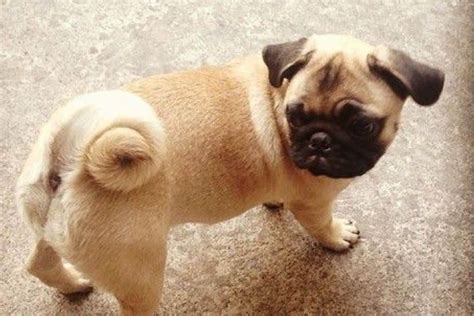Why Do Pugs Have Curly Tails Pugs Home Pug Tips