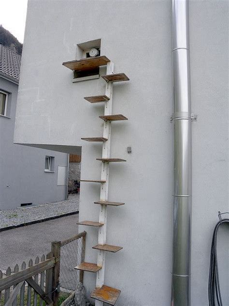 Cat Ladder Cats Pinterest