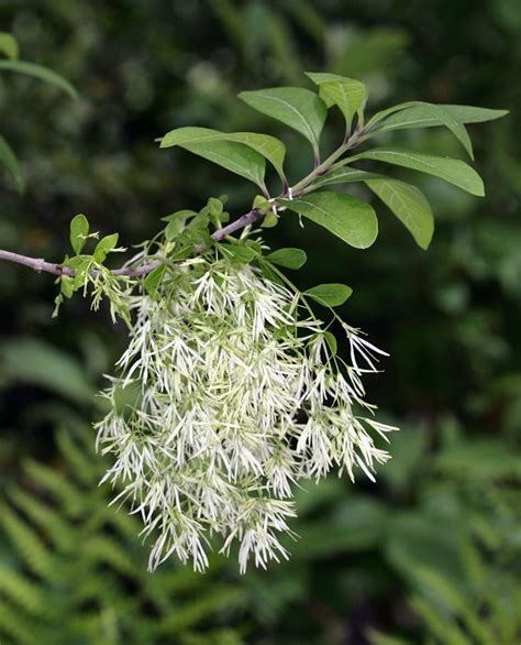 White Fringetree Trees Of The Eastern United States And