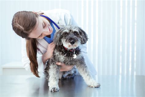 Hyperphosphatemia In Dogs Symptoms Causes And Treatments Dogtime